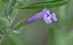 Drummond's false pennyroyal